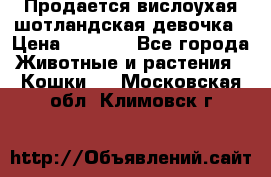 Продается вислоухая шотландская девочка › Цена ­ 8 500 - Все города Животные и растения » Кошки   . Московская обл.,Климовск г.